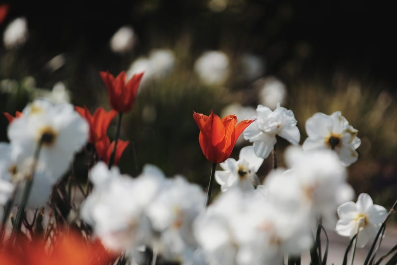 Colorful Flower Combos