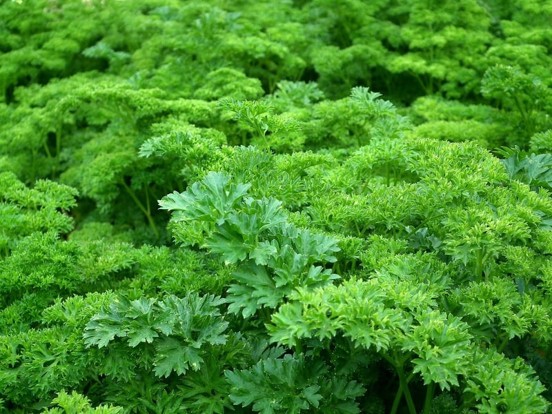 Vertical Gardening